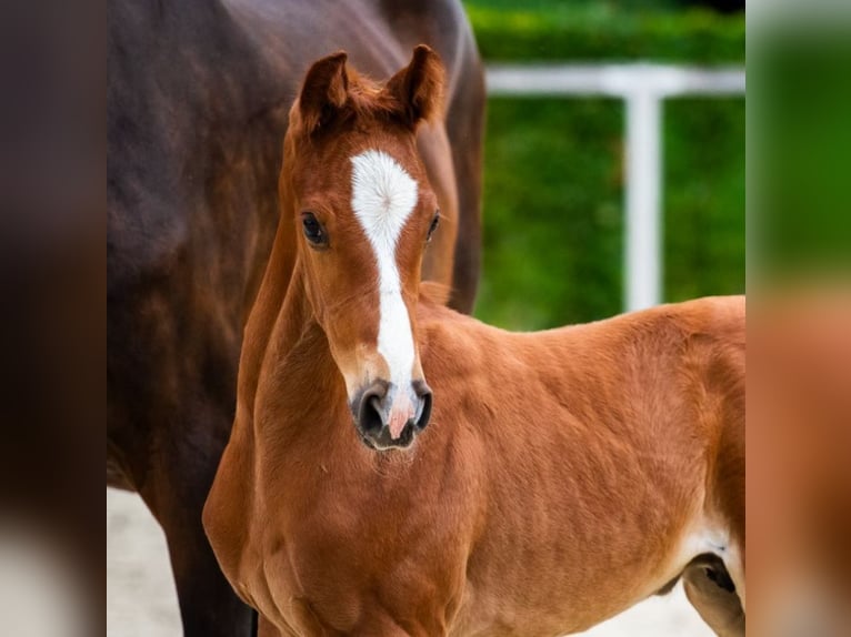 German Sport Horse Stallion Foal (06/2025) Chestnut-Red in Moritzburg