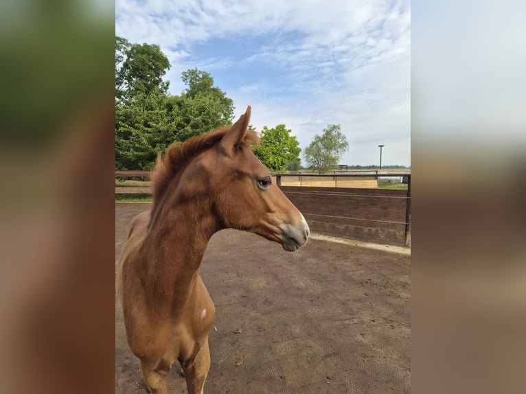 German Sport Horse Stallion Foal (05/2026) Chestnut-Red in Mühlberg (Elbe)