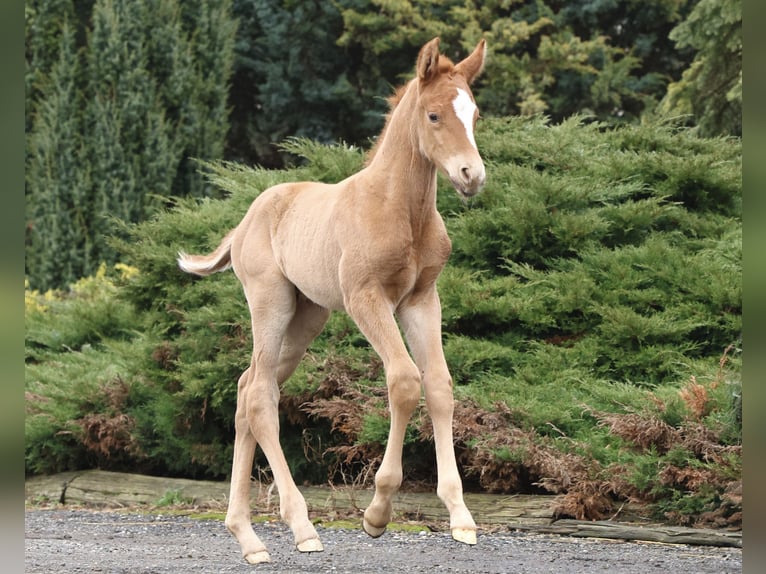German Sport Horse Stallion Foal (02/2025) Chestnut-Red in Olszowa