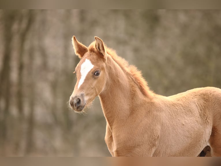 German Sport Horse Stallion Foal (02/2025) Chestnut-Red in Olszowa
