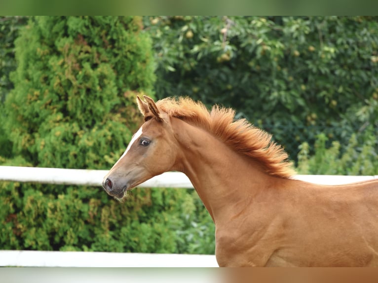 German Sport Horse Stallion Foal (02/2025) Chestnut-Red in Olszowa