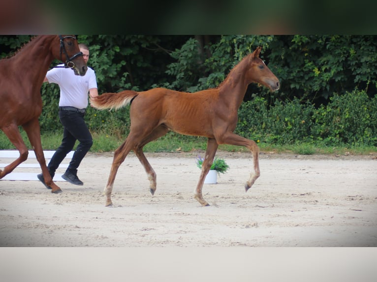 German Sport Horse Stallion Foal (05/2026) Chestnut-Red in Radegast