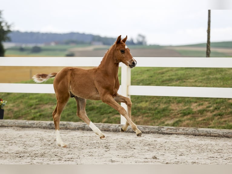 German Sport Horse Stallion Foal (05/2025) Chestnut-Red in Rot an der Rot