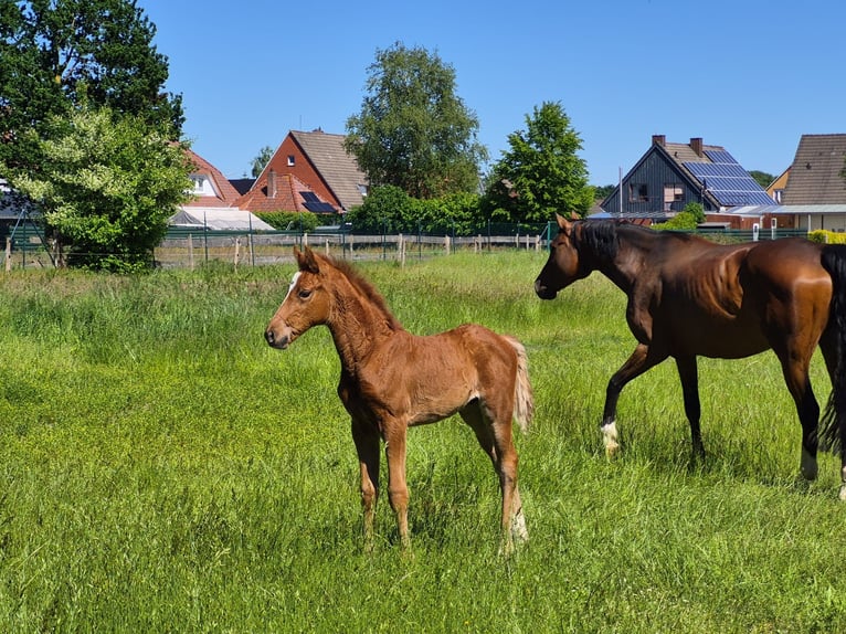 German Sport Horse Stallion Foal (04/2026) Chestnut-Red in PapenburgPapenburg