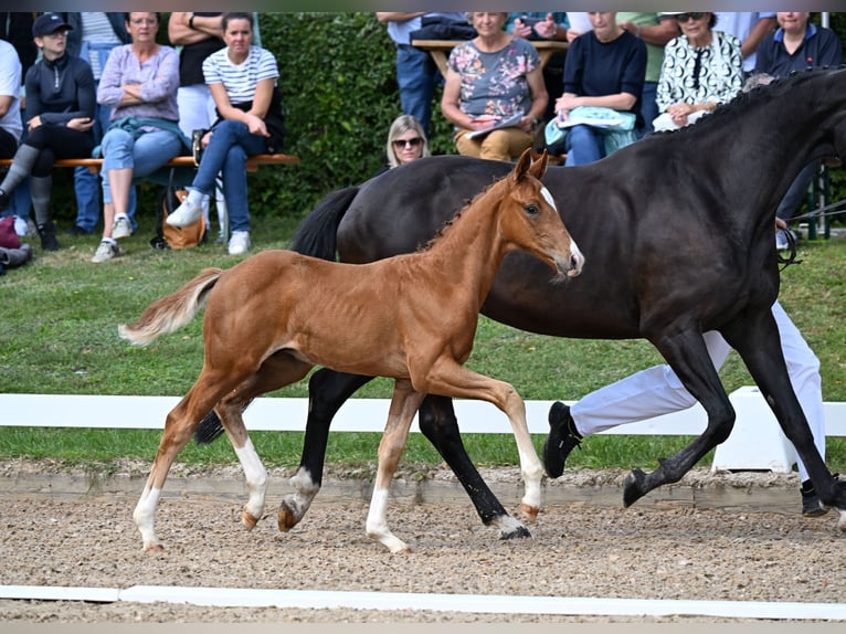 German Sport Horse Stallion Foal (06/2025) Chestnut-Red in Waging am See