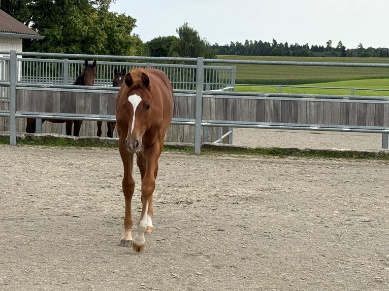German Sport Horse Stallion Foal (03/2025) Chestnut-Red in Villingen-Schwenningen