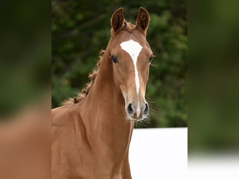 German Sport Horse Stallion Foal (03/2025) Chestnut-Red in Villingen-Schwenningen