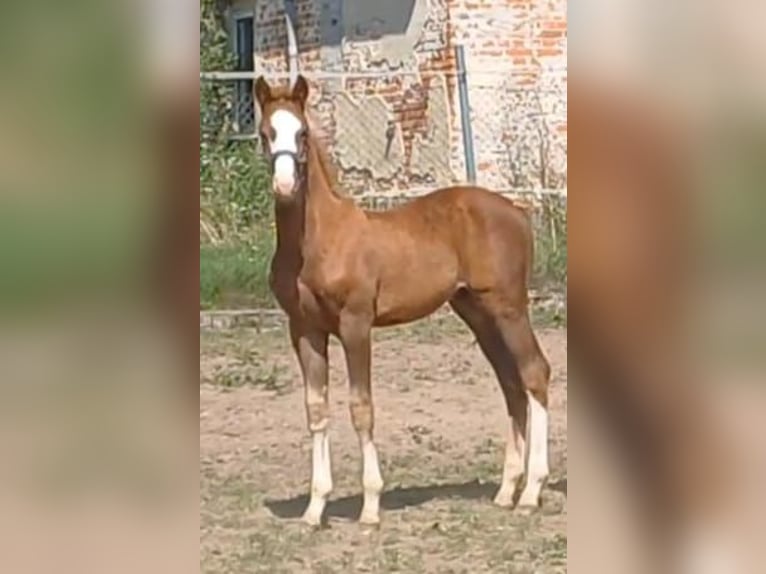 German Sport Horse Stallion Foal (05/2025) Chestnut-Red in Ringelsdorf
