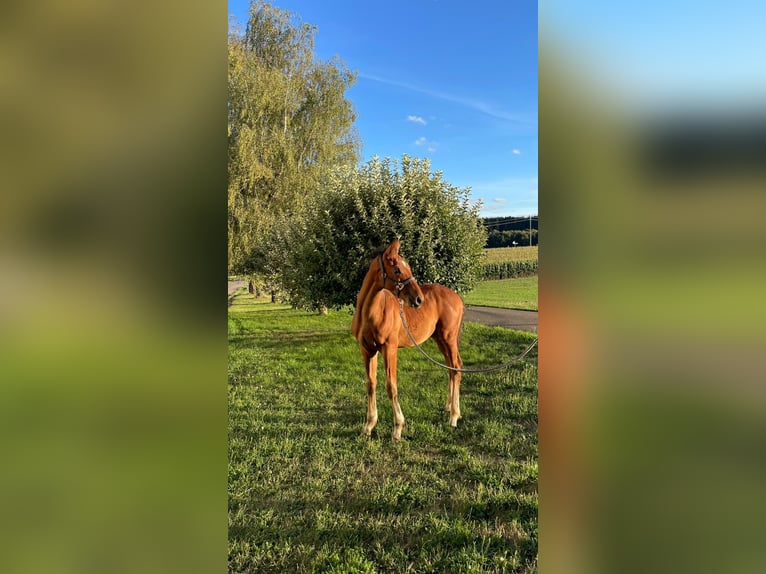 German Sport Horse Stallion Foal (04/2026) Chestnut-Red in Gammertingen