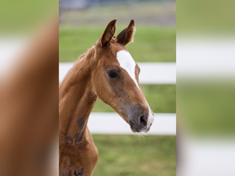 German Sport Horse Stallion Foal (05/2025) Chestnut-Red in Gomadingen