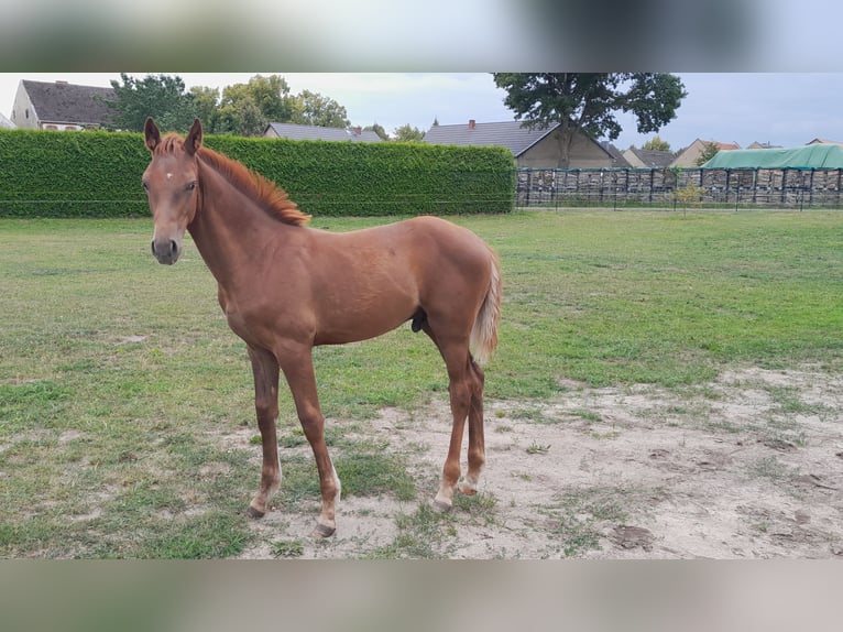 German Sport Horse Stallion Foal (05/2026) Chestnut-Red in Kalbe