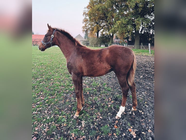 German Sport Horse Stallion Foal (05/2025) Chestnut-Red in Karst&#xE4;dt OT Bl&#xFC;then