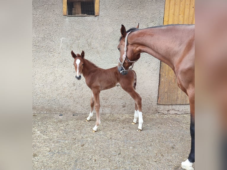 German Sport Horse Stallion Foal (06/2025) Chestnut-Red in Maihingen