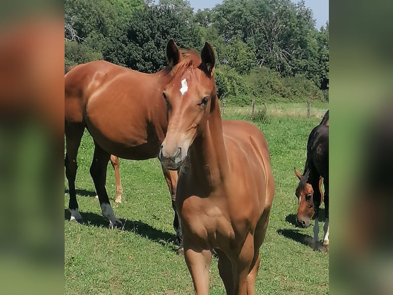 German Sport Horse Stallion Foal (04/2025) Chestnut-Red in Ro&#xDF;dorf