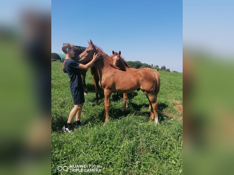 German Sport Horse Stallion Foal (04/2025) Chestnut-Red in Ro&#xDF;dorf