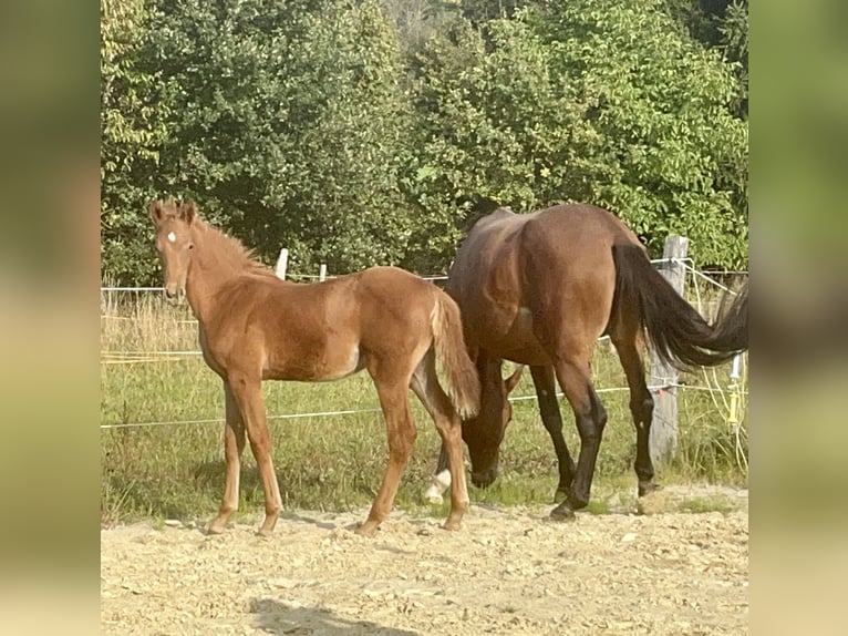 German Sport Horse Stallion Foal (06/2025) Chestnut-Red in Wipperf&#xFC;rthWipperf&#xFC;rth