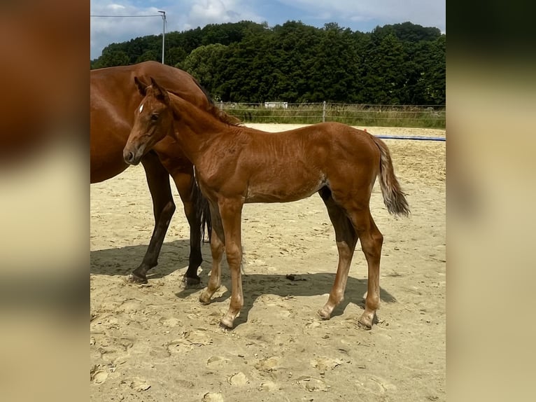 German Sport Horse Stallion Foal (06/2025) Chestnut-Red in Wipperf&#xFC;rthWipperf&#xFC;rth