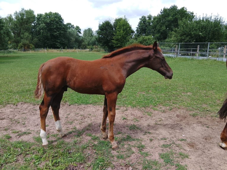 German Sport Horse Stallion Foal (04/2025) Chestnut in Bleicherode/ Wollersleben