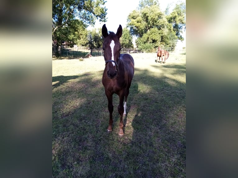 German Sport Horse Stallion Foal (04/2025) Chestnut in Bleicherode/ Wollersleben