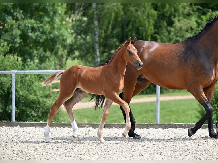 German Sport Horse Stallion  Chestnut in Castell