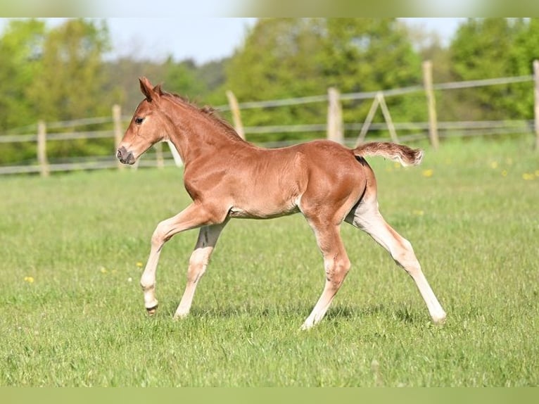 German Sport Horse Stallion  Chestnut in Reichenwalde