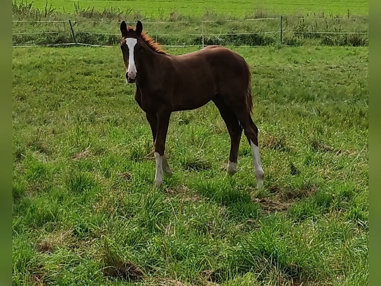 German Sport Horse Stallion Foal (05/2025) Chestnut in Gudensberg German Sport Horse Stallion Foal (05/2025) Chestnut in Gudensberg