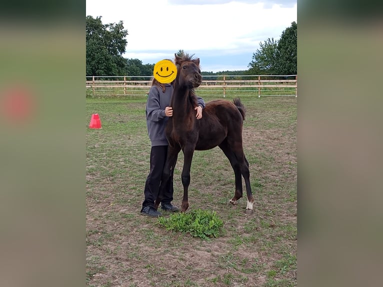 German Sport Horse Mix Stallion Foal (05/2025) in Klein Schulzenforf