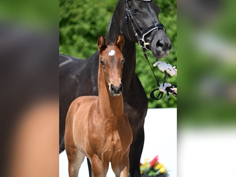 German Sport Horse Stallion Foal (04/2025) in Fronhofen