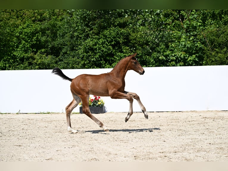 German Sport Horse Stallion Foal (04/2025) in Fronhofen