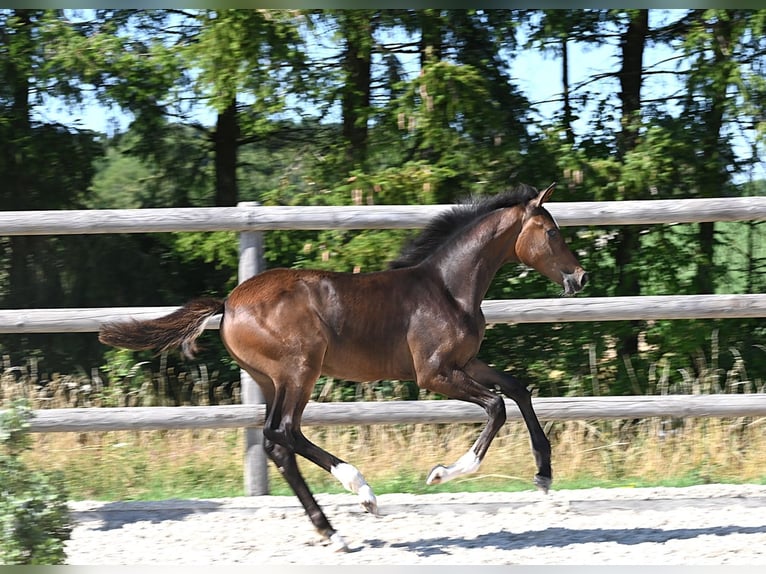 German Sport Horse Stallion Foal (04/2026)  in Laichingen