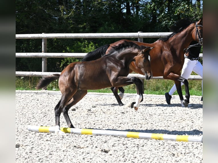 German Sport Horse Stallion Foal (04/2026)  in Laichingen