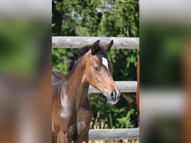 German Sport Horse Stallion Foal (04/2026)  in Laichingen