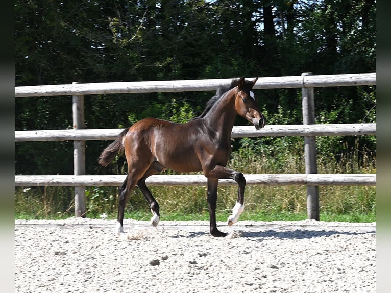 German Sport Horse Stallion Foal (04/2026)  in Laichingen