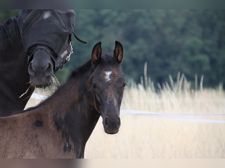 German Sport Horse Stallion Foal (01/2026)  in Neuberg