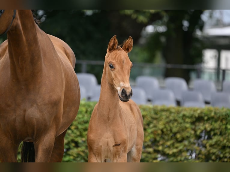 German Sport Horse Stallion Foal (05/2025) in Pollitz