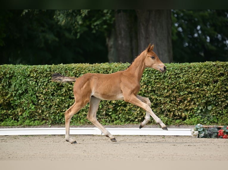 German Sport Horse Stallion Foal (05/2025) in Pollitz