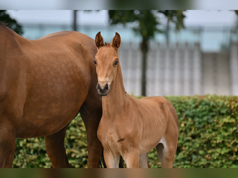 German Sport Horse Stallion Foal (05/2025) in Pollitz