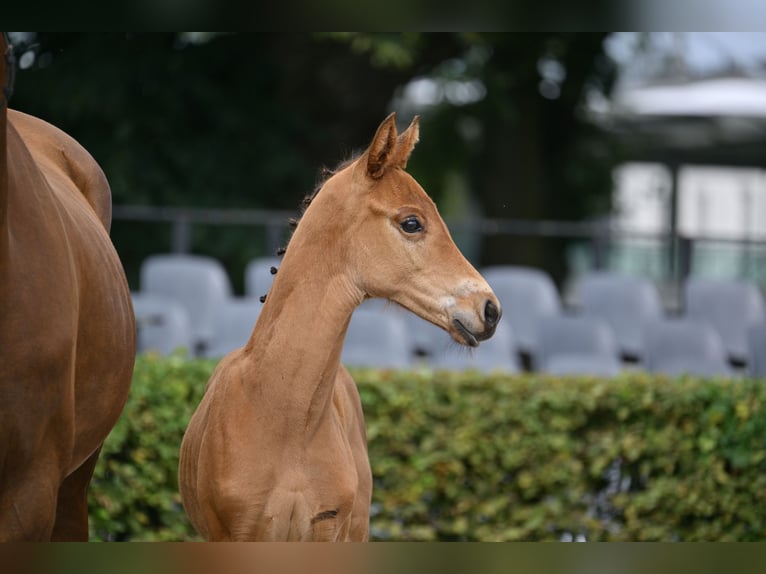 German Sport Horse Stallion Foal (05/2025) in Pollitz