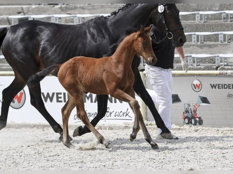 German Sport Horse Stallion Foal (04/2025) in Fronhofen