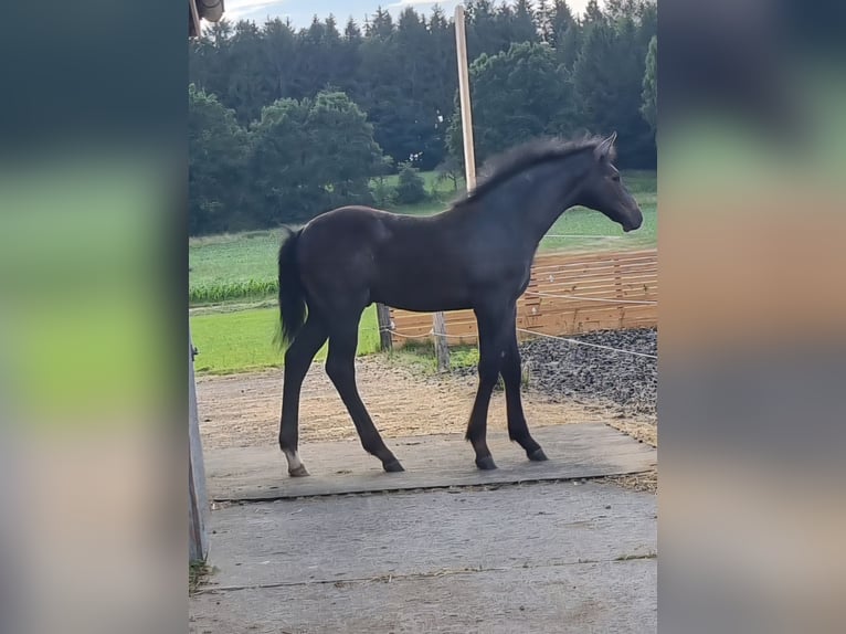 German Sport Horse Stallion  Gray-Dark-Tan in Scheer