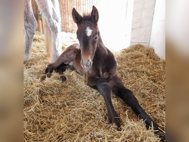 German Sport Horse Stallion  Gray-Dark-Tan in Scheer