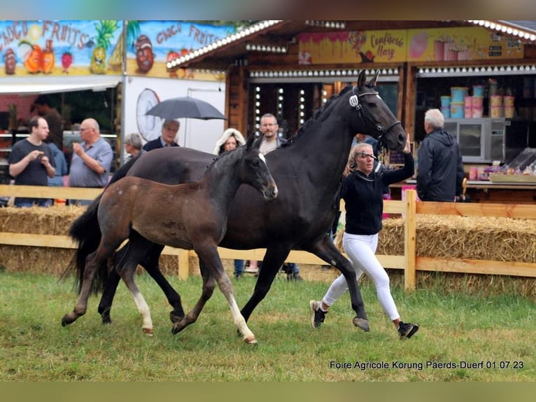 German Sport Horse Stallion Foal (04/2023) Gray-Dark-Tan in Dudelange