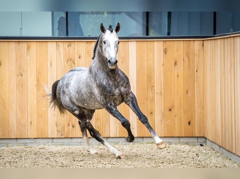 German Sport Horse Stallion Foal (04/2023) Gray-Dark-Tan in Dudelange