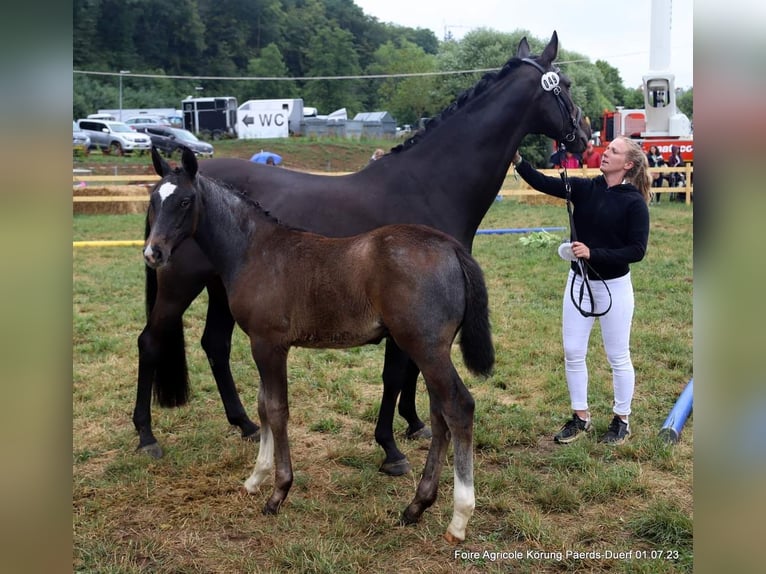 German Sport Horse Stallion Foal (04/2023) Gray-Dark-Tan in Dudelange