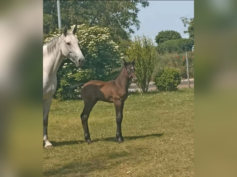 German Sport Horse Stallion Foal (05/2023) Gray in Calbe