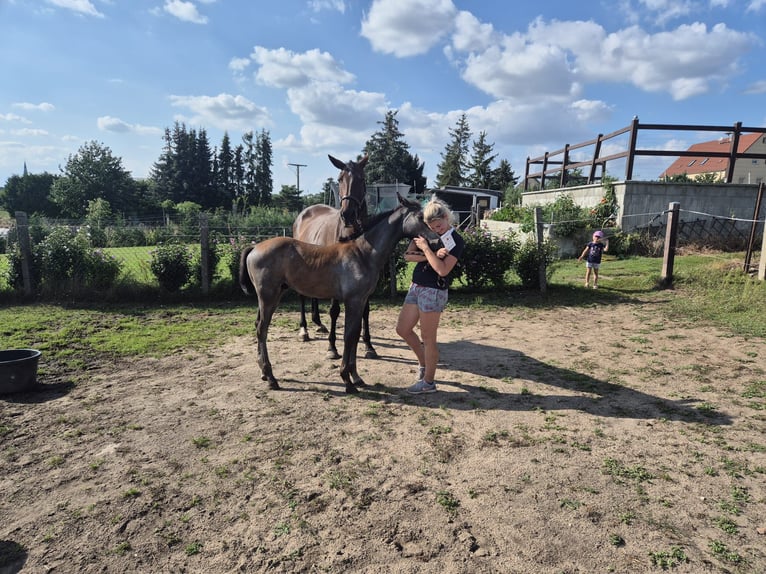 German Sport Horse Stallion Foal (06/2024) Gray in Prettin