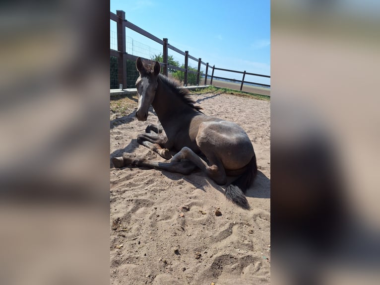 German Sport Horse Stallion Foal (06/2024) Gray in Prettin