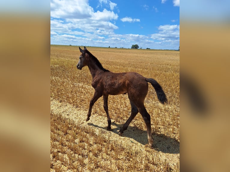 German Sport Horse Stallion Foal (06/2024) Gray in Prettin