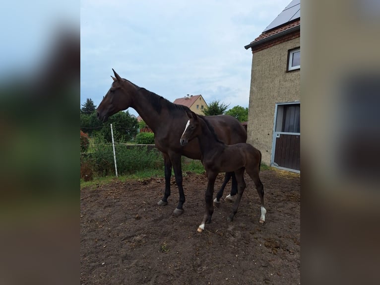 German Sport Horse Stallion Foal (06/2024) Gray in Prettin