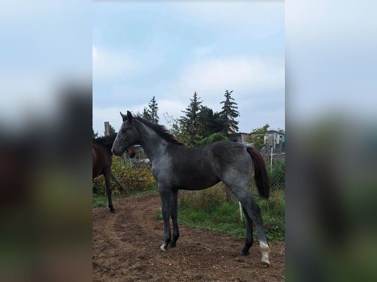 German Sport Horse Stallion Foal (06/2024) Gray in Prettin